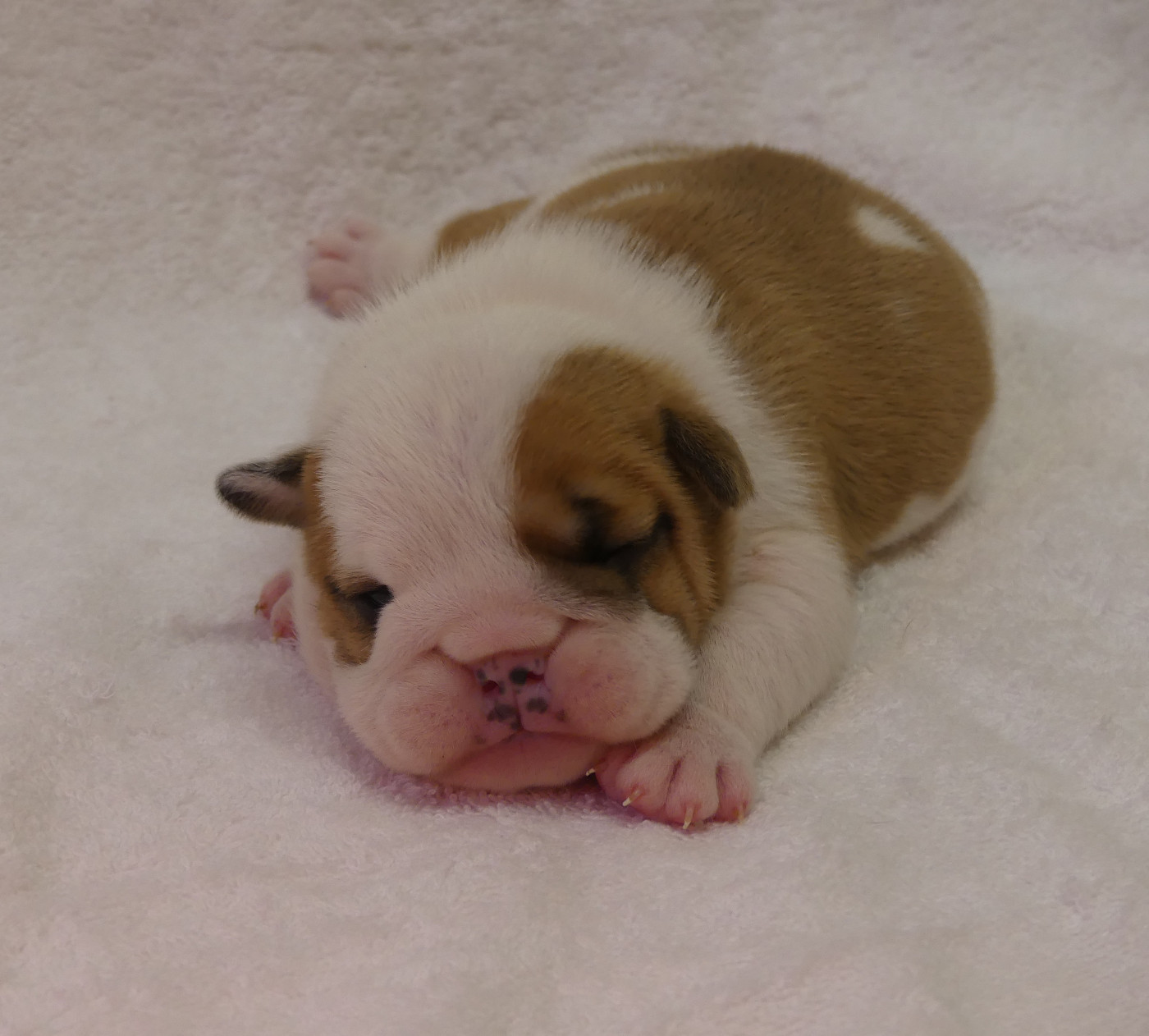 Land van mechelaar - Chiots disponibles - Bulldog Anglais