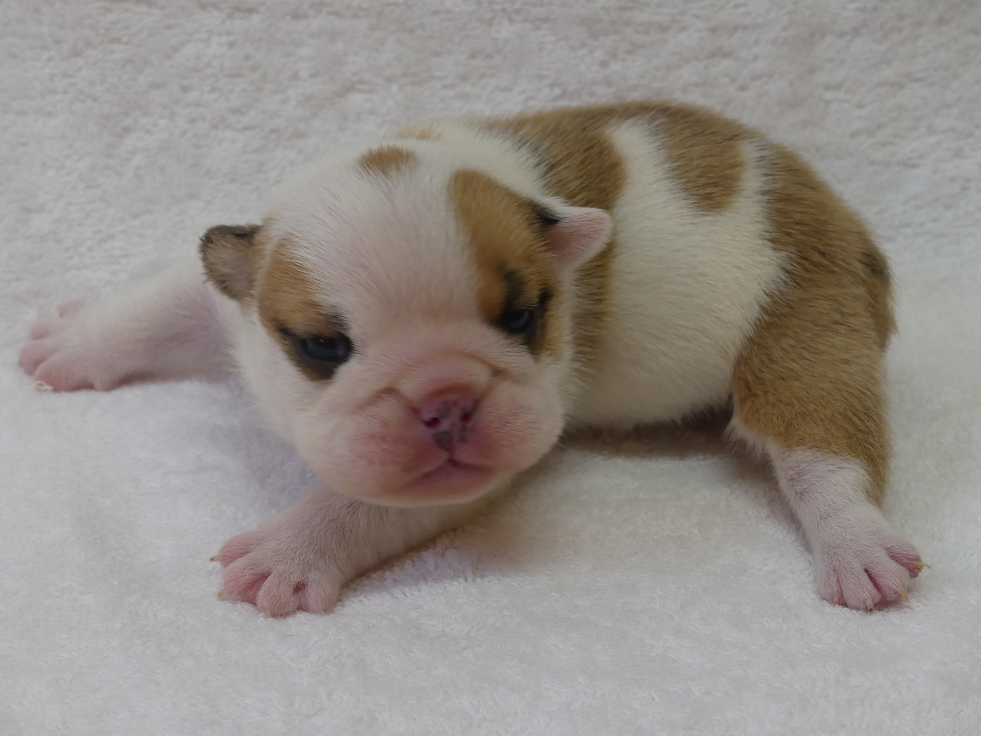 Land van mechelaar - Chiots disponibles - Bulldog Anglais