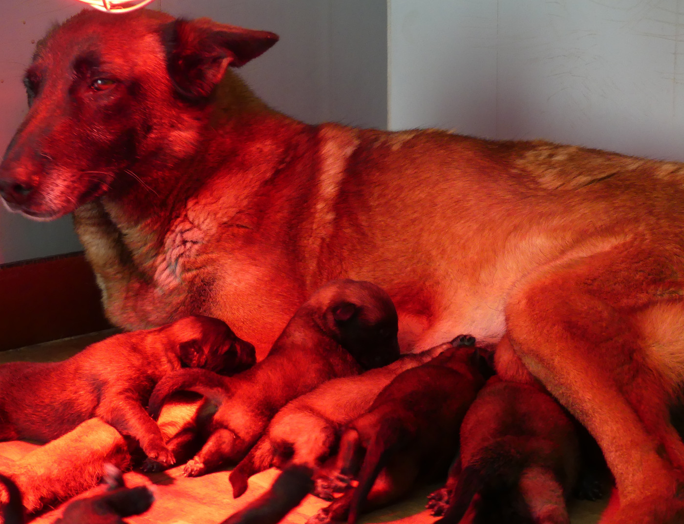 Chiot Berger Belge Land van mechelaar