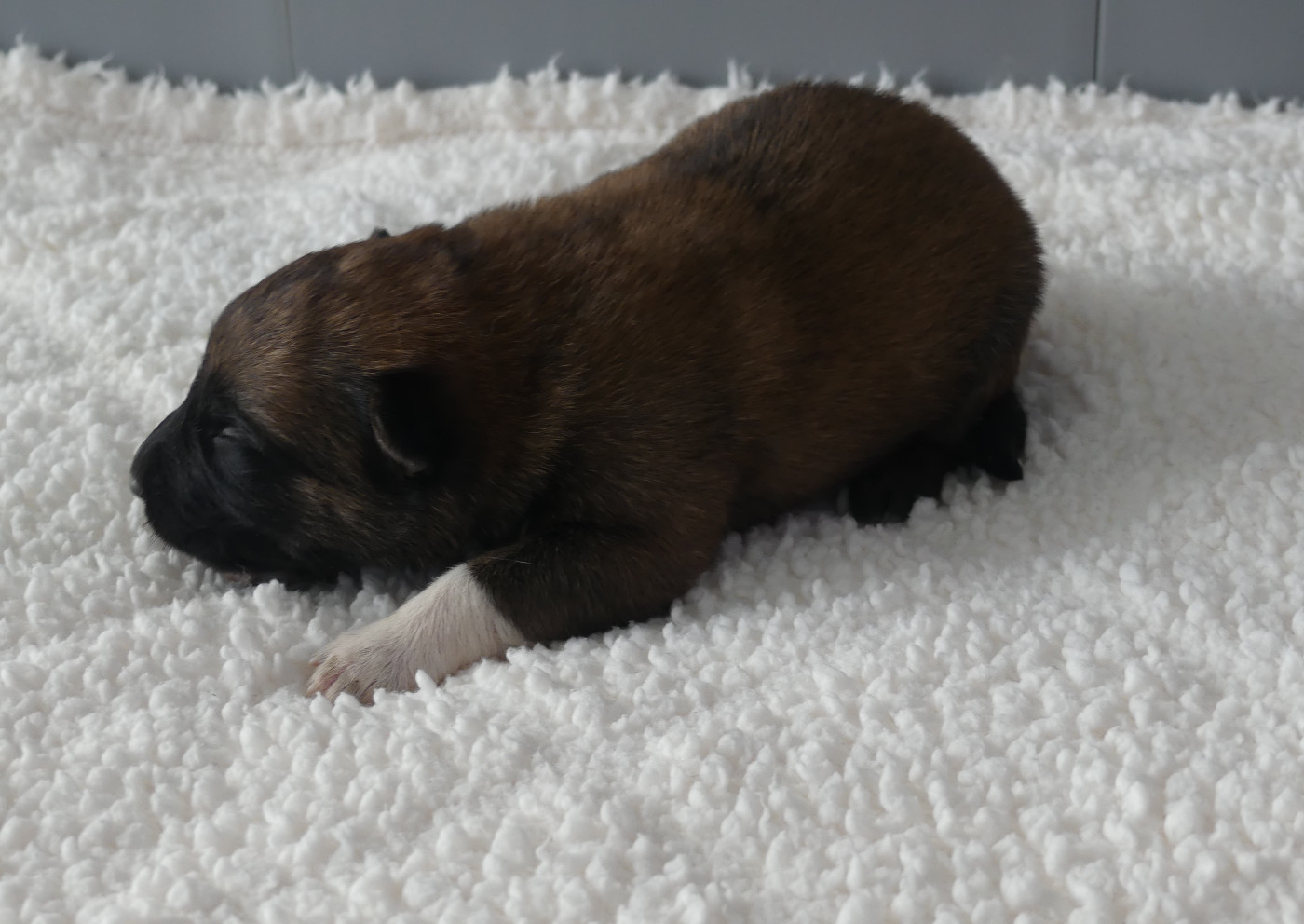 Land van mechelaar - Chiots disponibles - Berger Belge