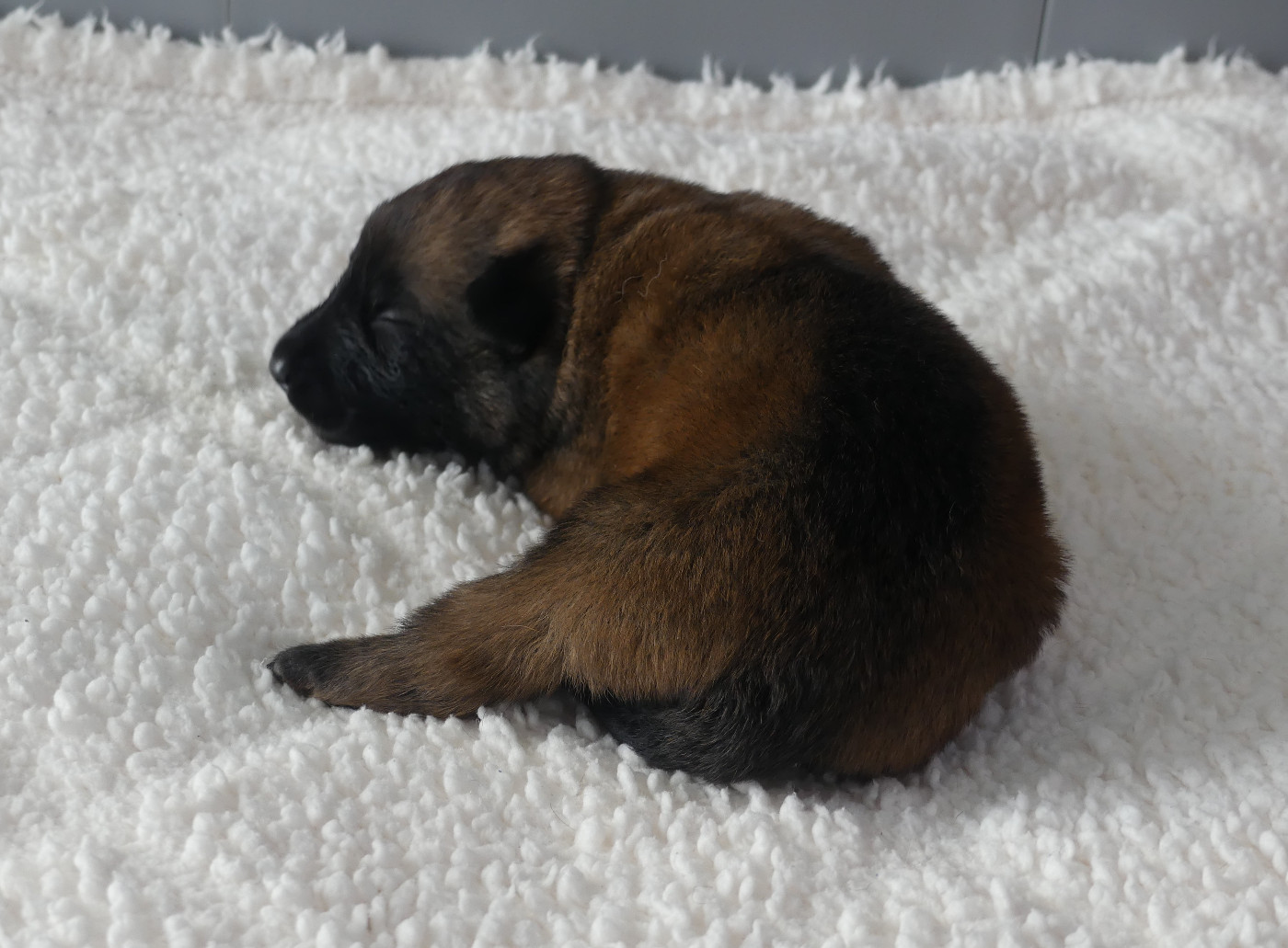 Land van mechelaar - Chiots disponibles - Berger Belge