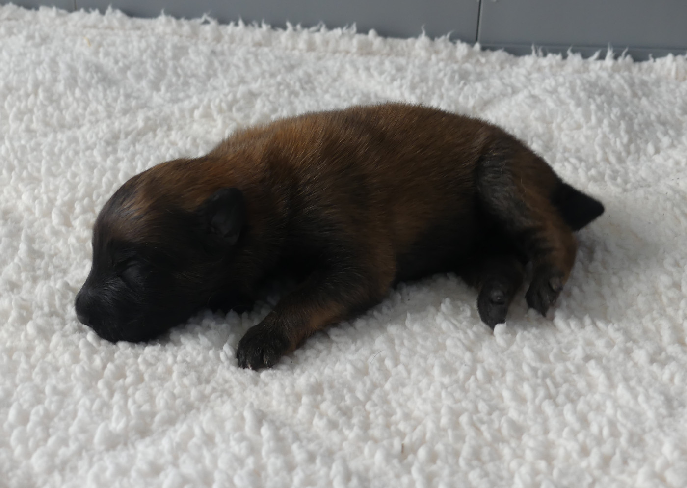 Land van mechelaar - Chiots disponibles - Berger Belge