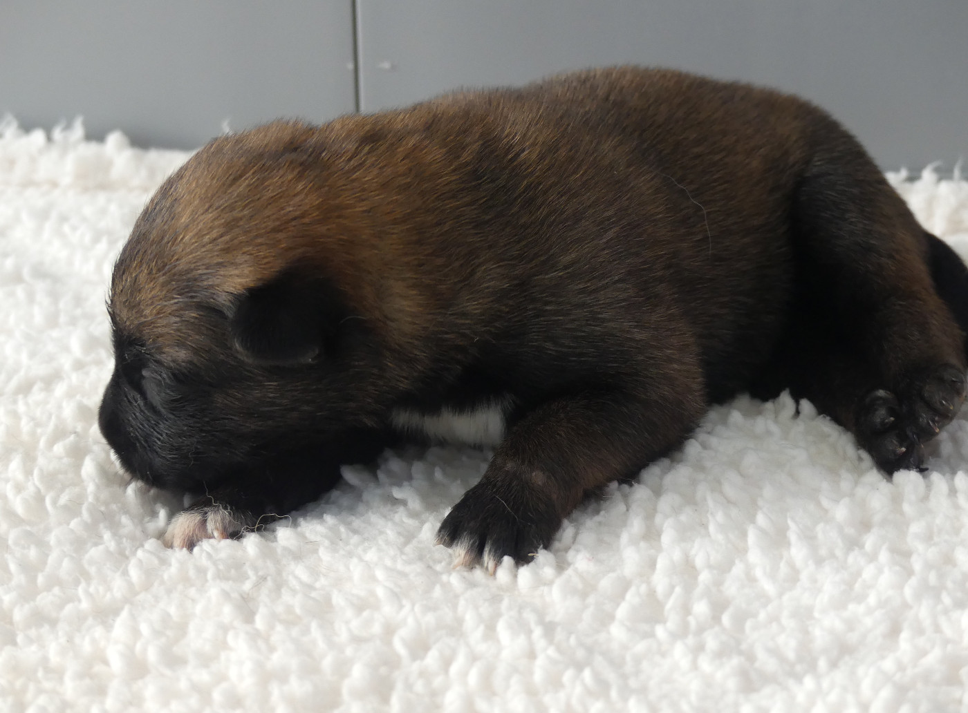 Land van mechelaar - Chiots disponibles - Berger Belge