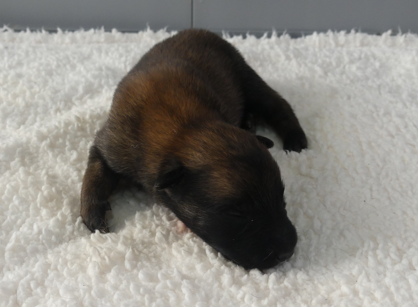 Land van mechelaar - Chiots disponibles - Berger Belge