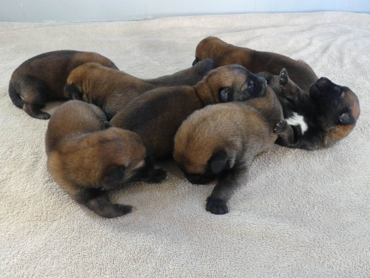 Chiot Berger Belge Land van mechelaar