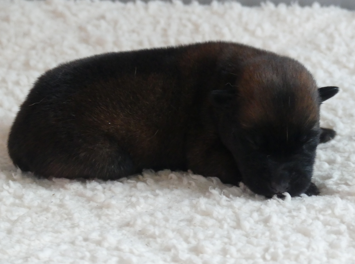 Land van mechelaar - Chiots disponibles - Berger Belge