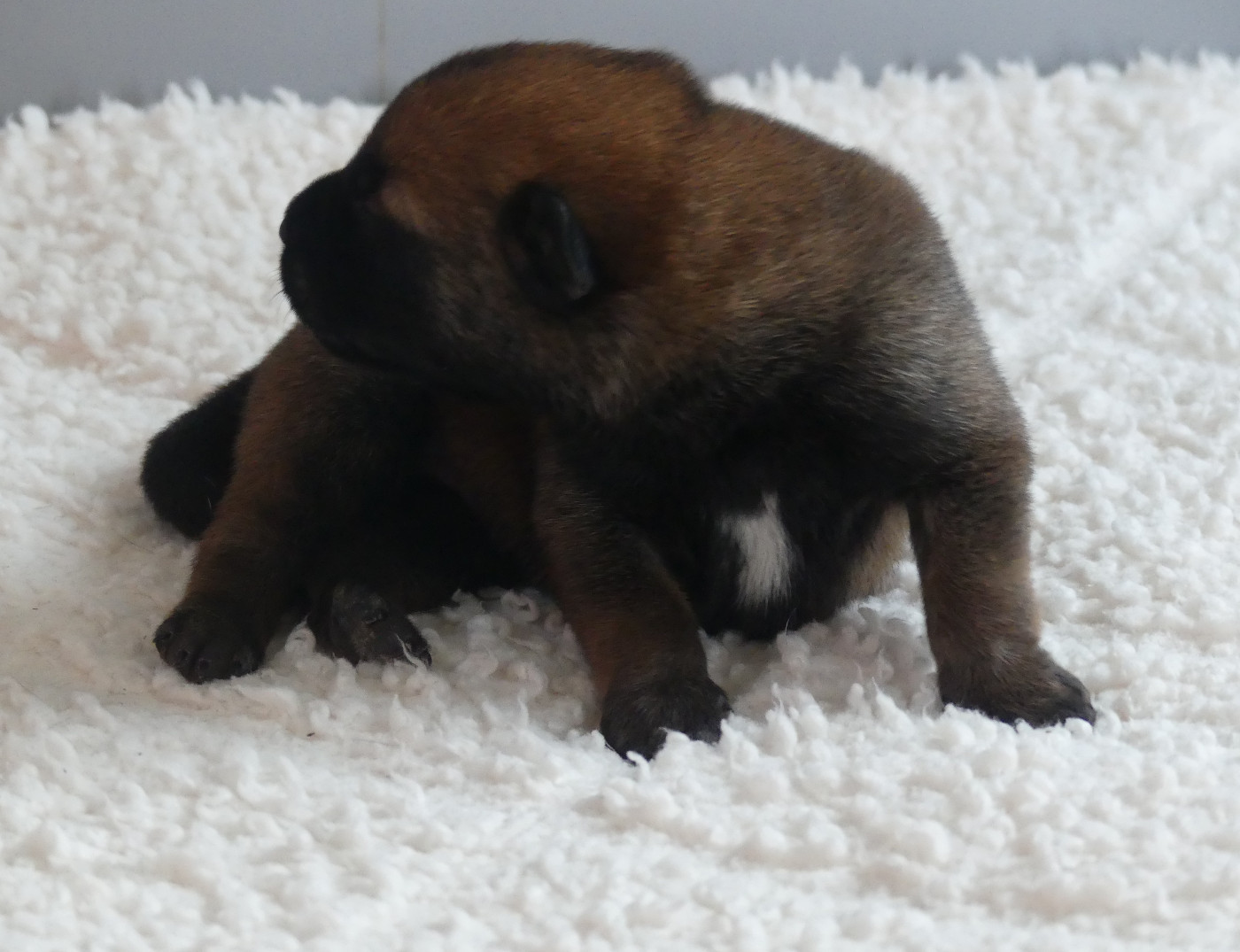 Land van mechelaar - Chiots disponibles - Berger Belge