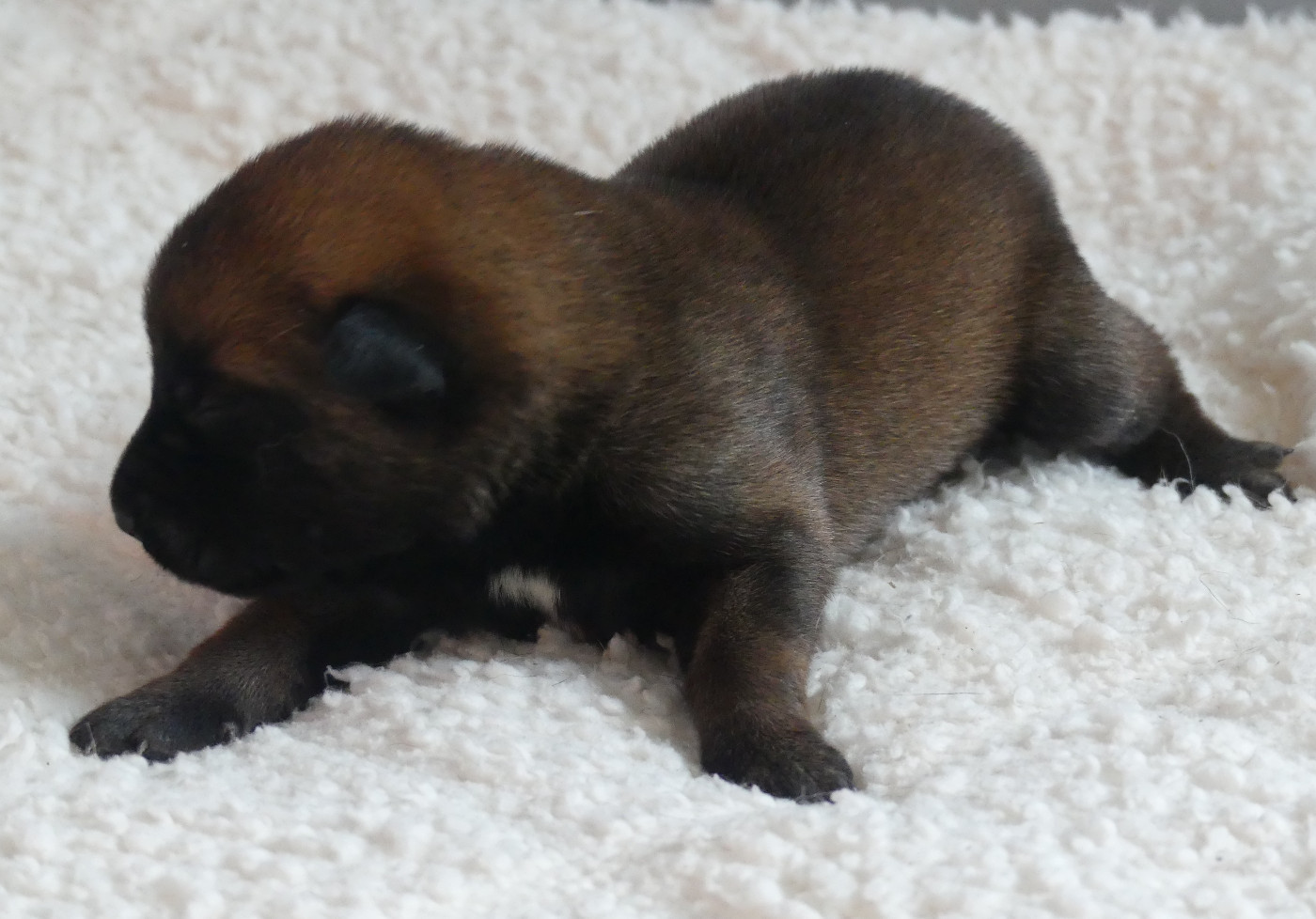 Land van mechelaar - Chiots disponibles - Berger Belge