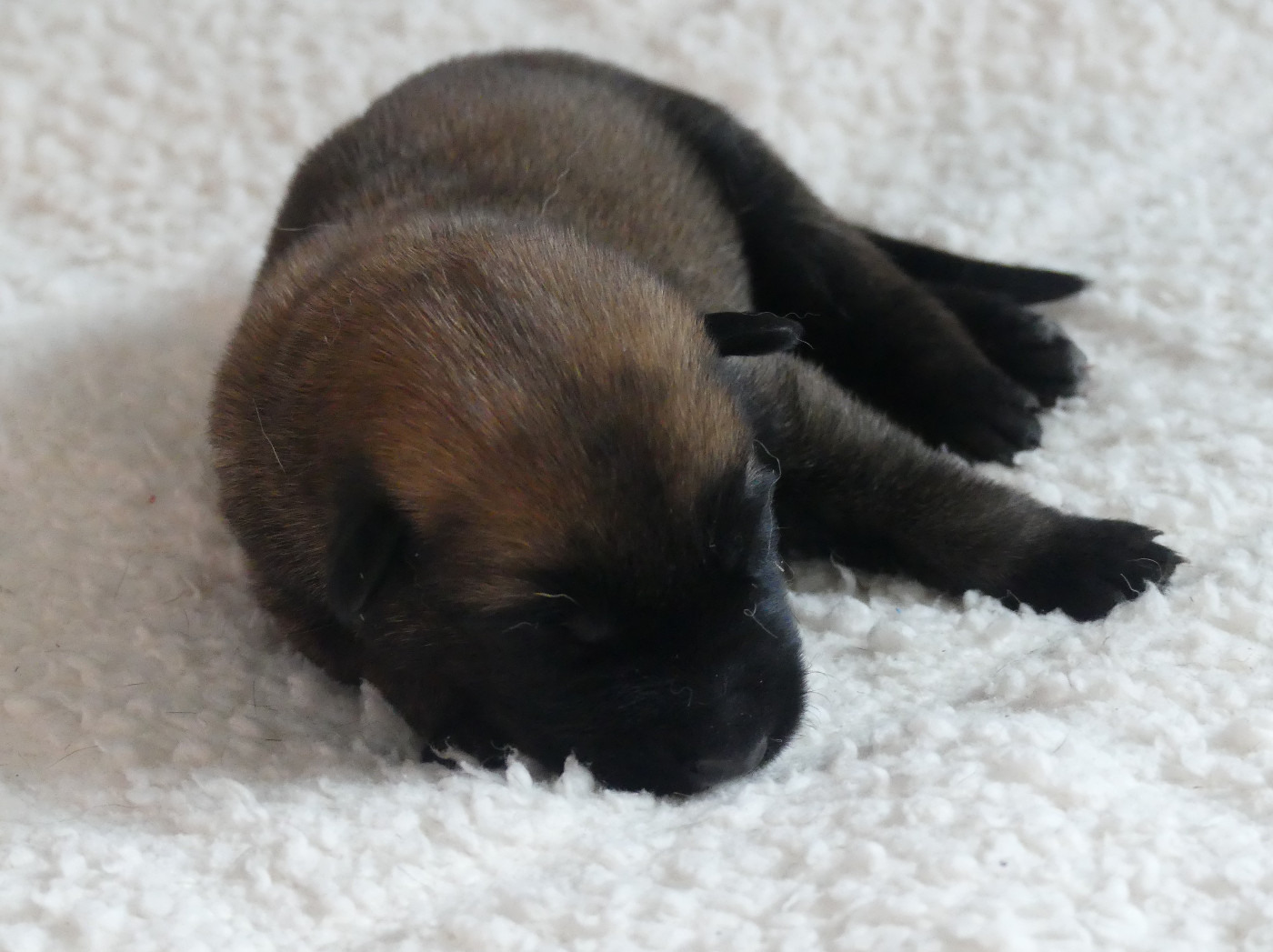Land van mechelaar - Chiots disponibles - Berger Belge