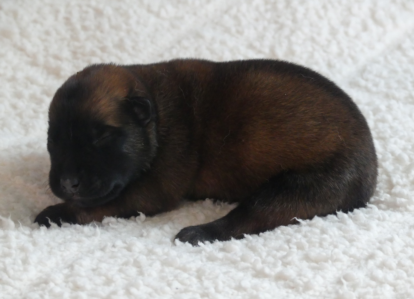 Land van mechelaar - Chiots disponibles - Berger Belge