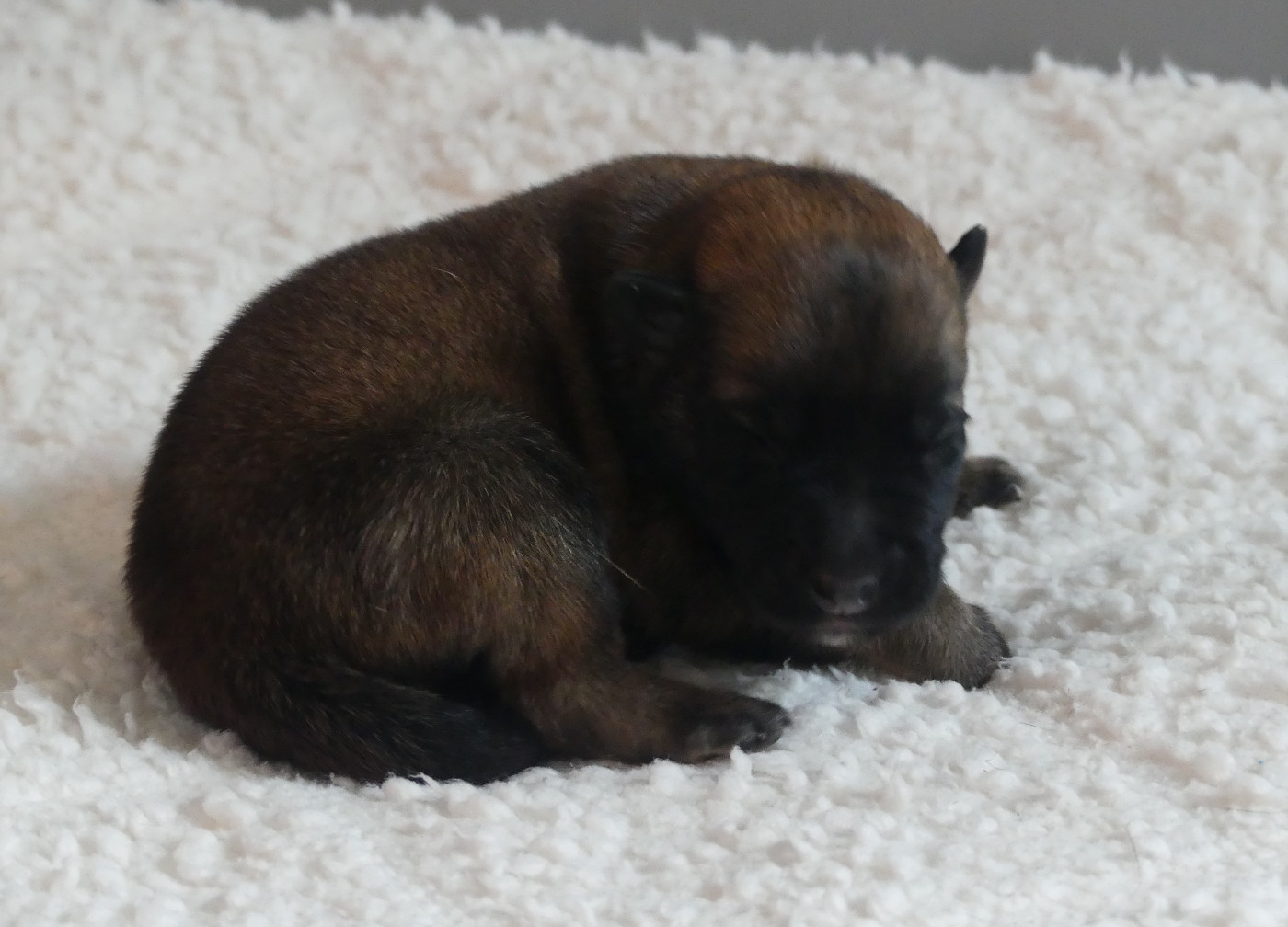 Land van mechelaar - Chiots disponibles - Berger Belge