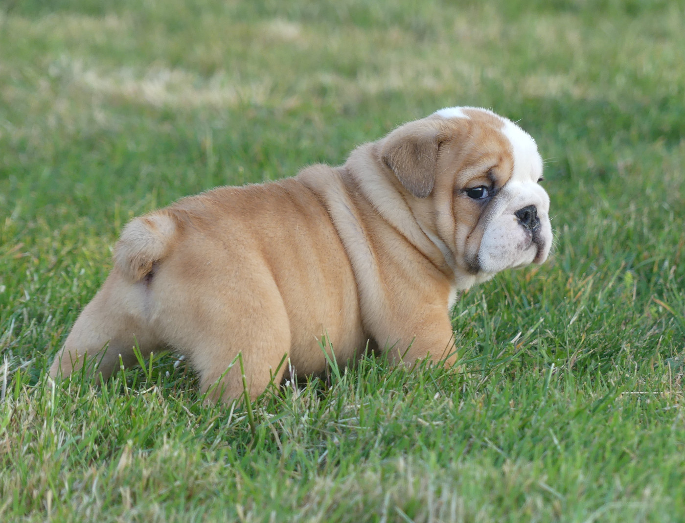 Land van mechelaar - Chiots disponibles - Bulldog Anglais