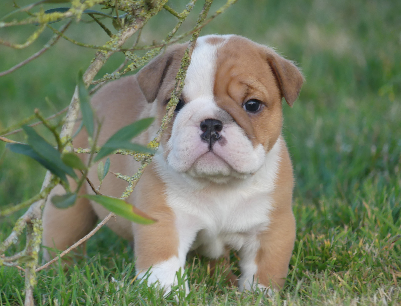 Land van mechelaar - Chiots disponibles - Bulldog Anglais