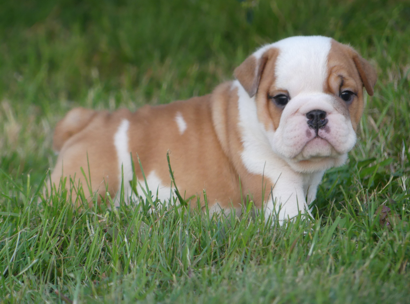 Land van mechelaar - Chiots disponibles - Bulldog Anglais