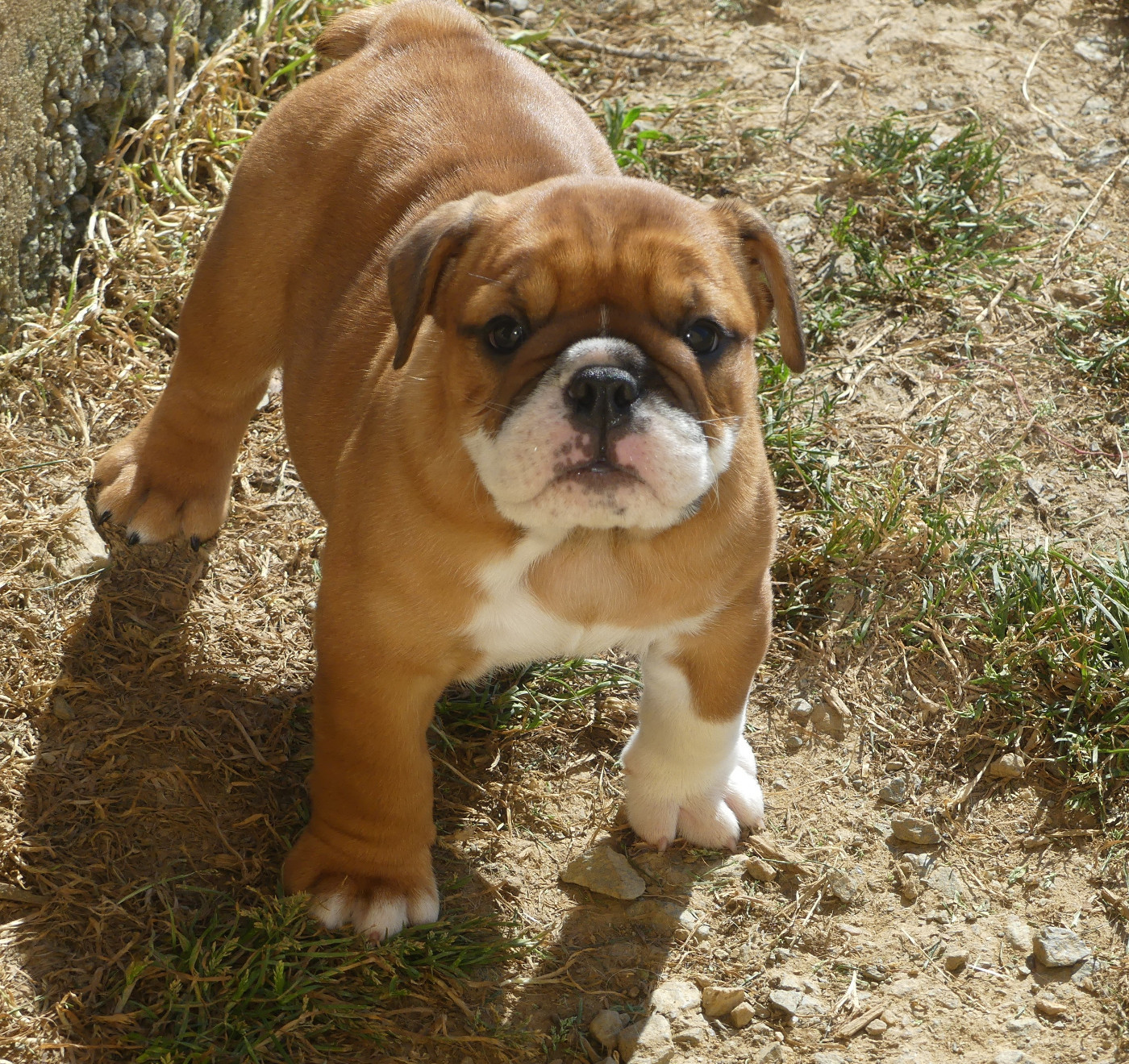 Land van mechelaar - Chiots disponibles - Bulldog Anglais