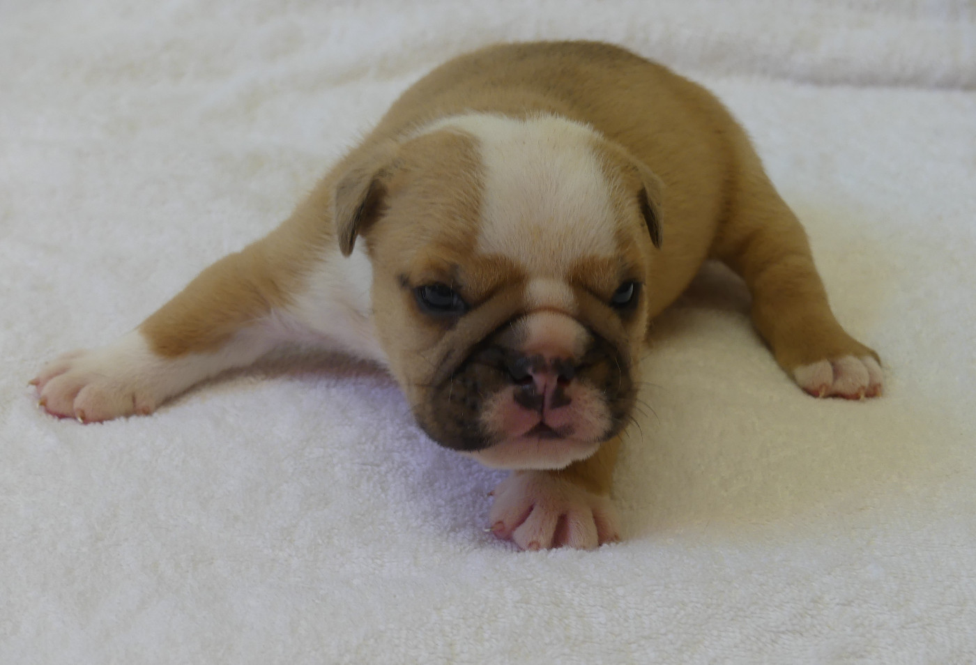 Land van mechelaar - Chiots disponibles - Bulldog Anglais