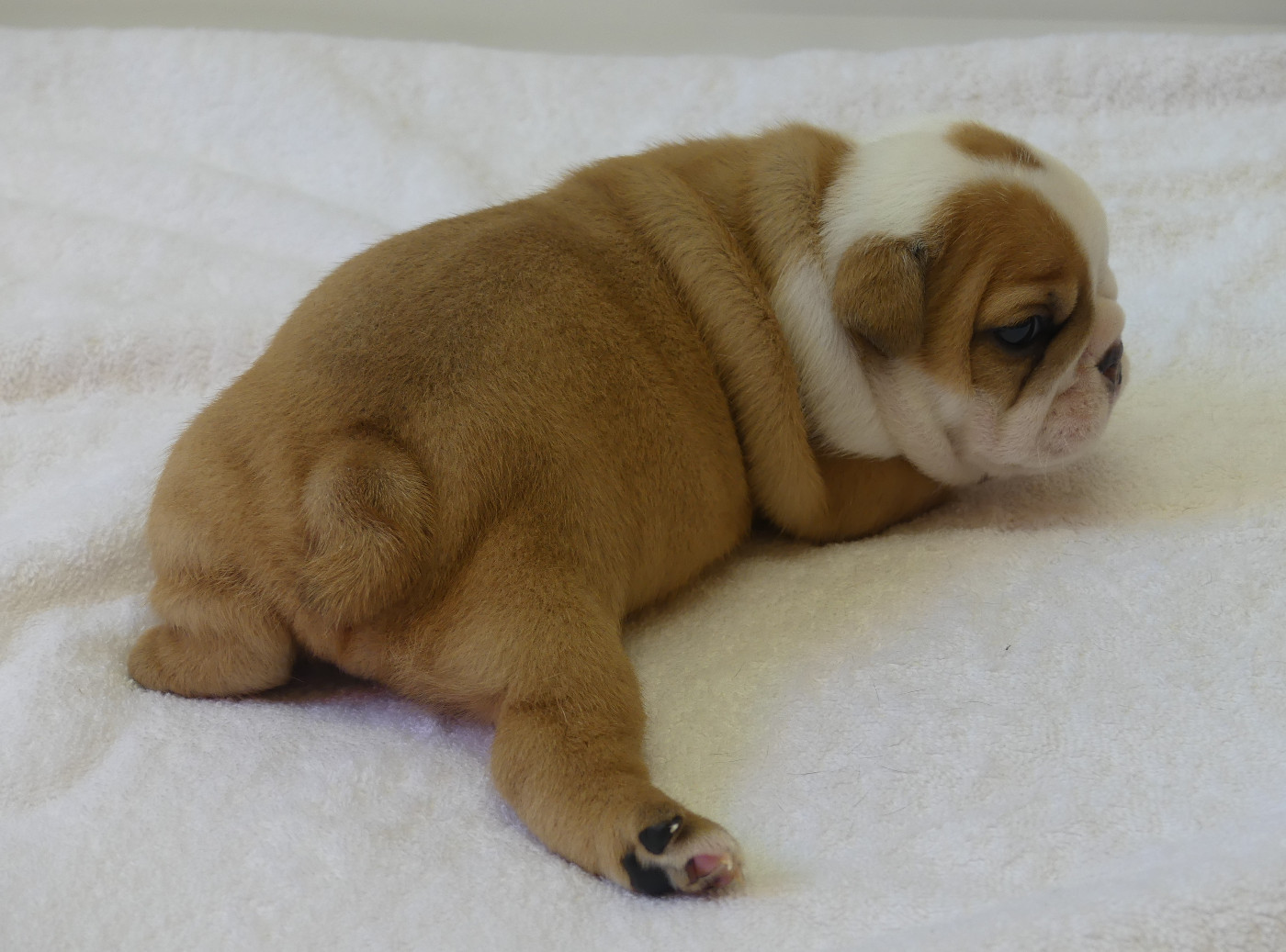 Land van mechelaar - Chiots disponibles - Bulldog Anglais