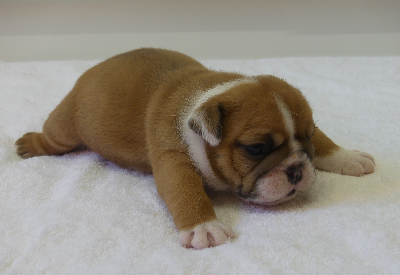 Land van mechelaar - Chiots disponibles - Bulldog Anglais
