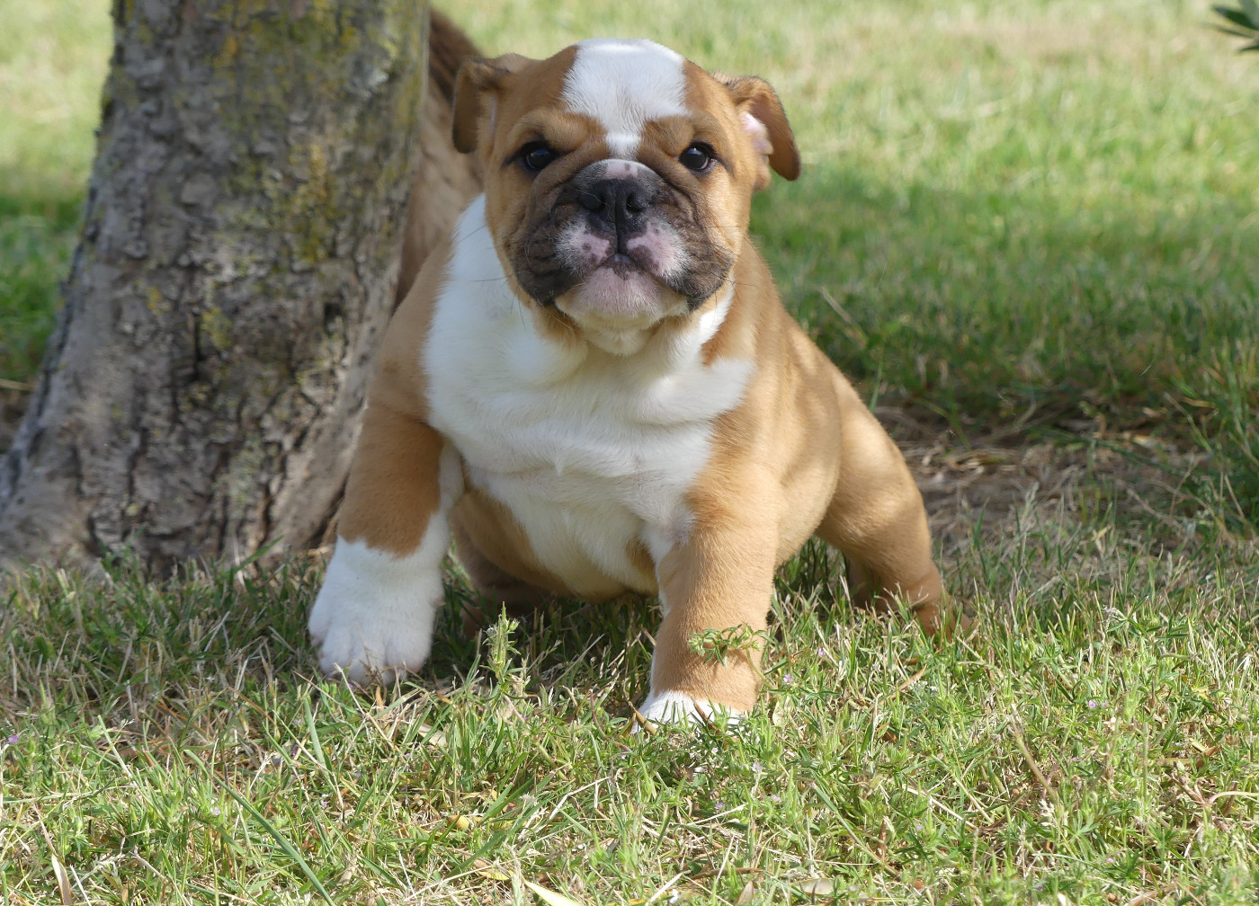Land van mechelaar - Chiots disponibles - Bulldog Anglais