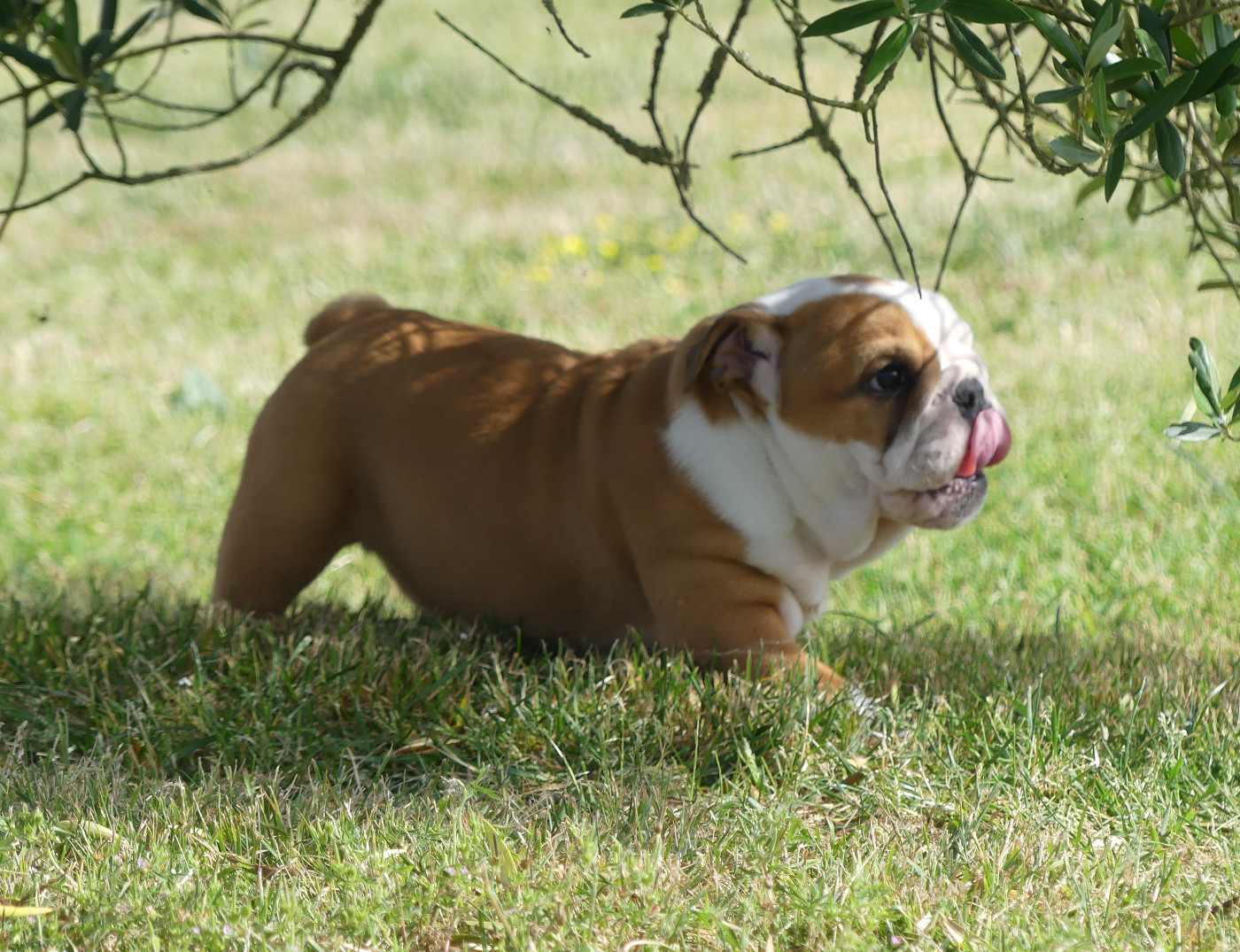 Land van mechelaar - Chiots disponibles - Bulldog Anglais