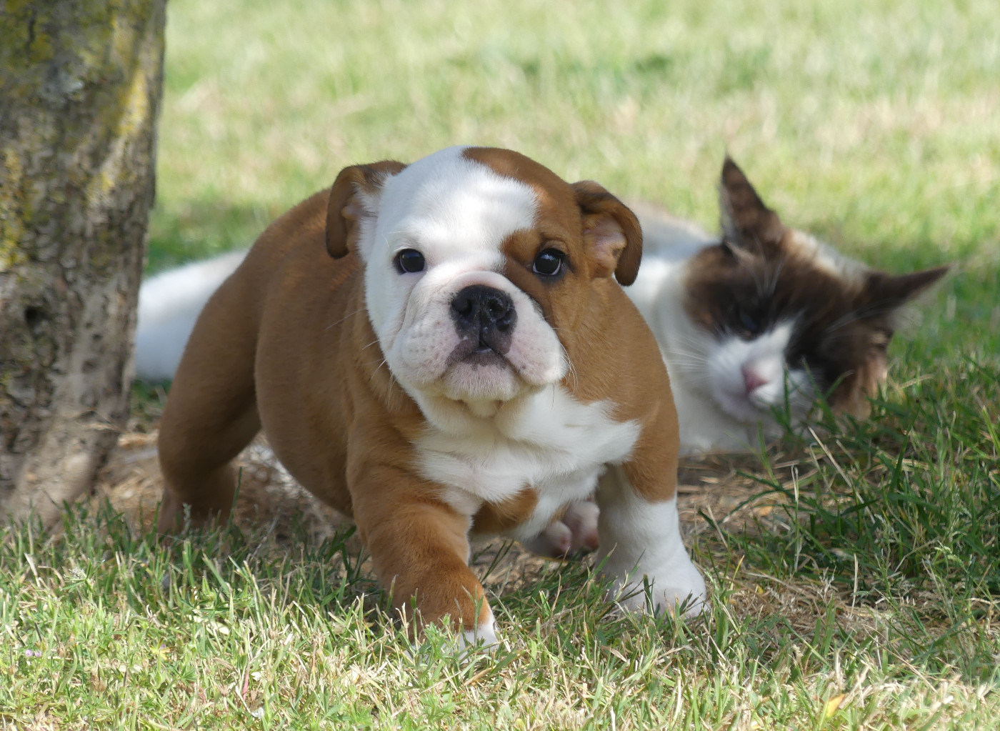 Land van mechelaar - Chiots disponibles - Bulldog Anglais