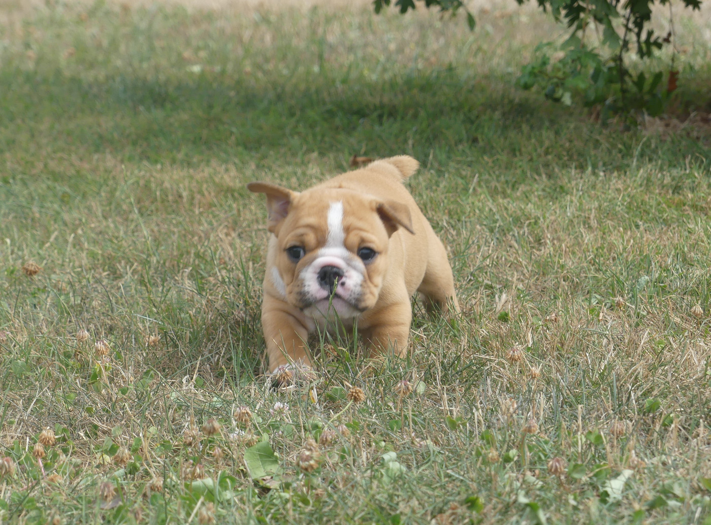 Land van mechelaar - Bulldog Anglais - Portée née le 20/06/2026