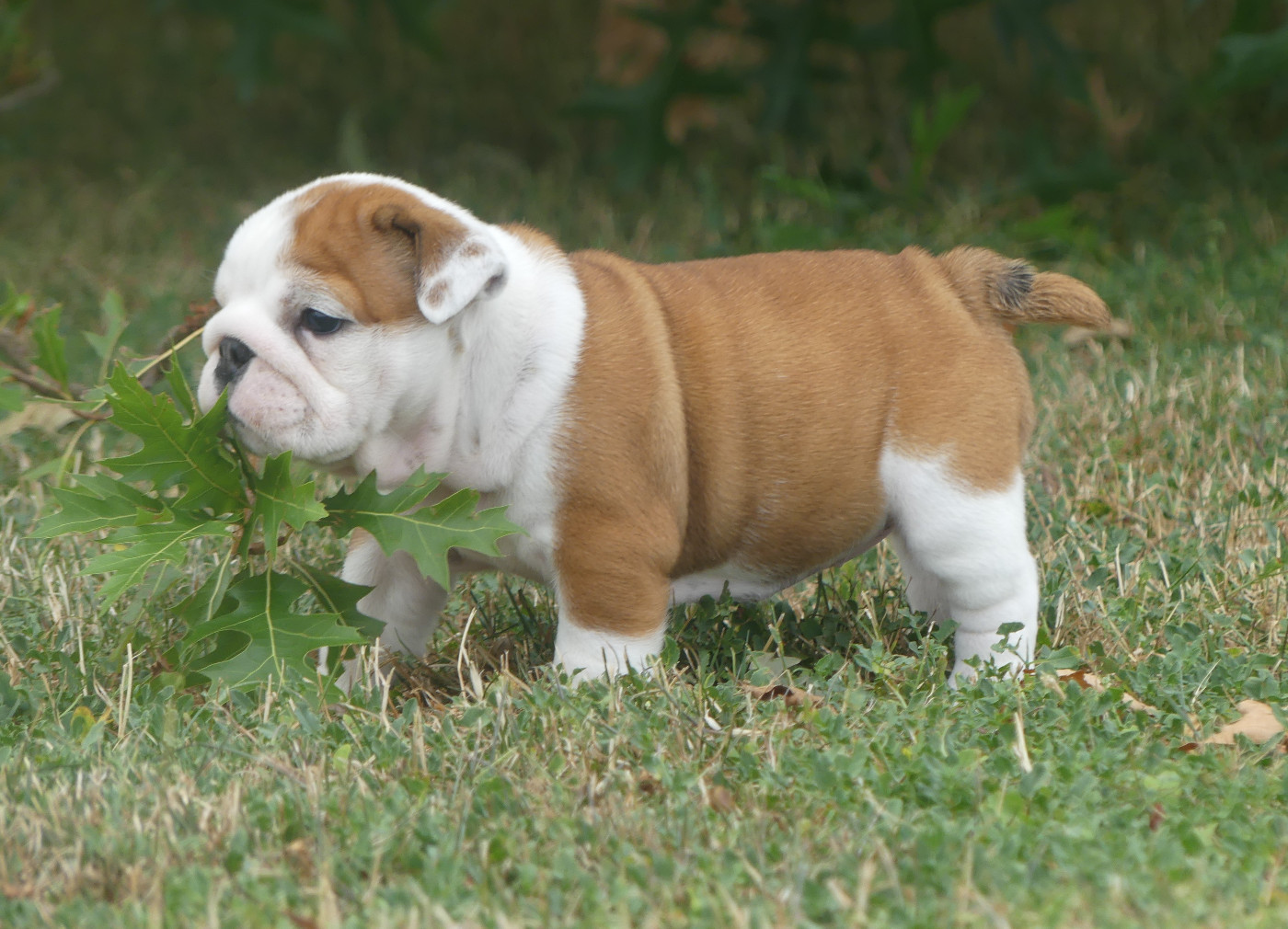 Land van mechelaar - Chiots disponibles - Bulldog Anglais