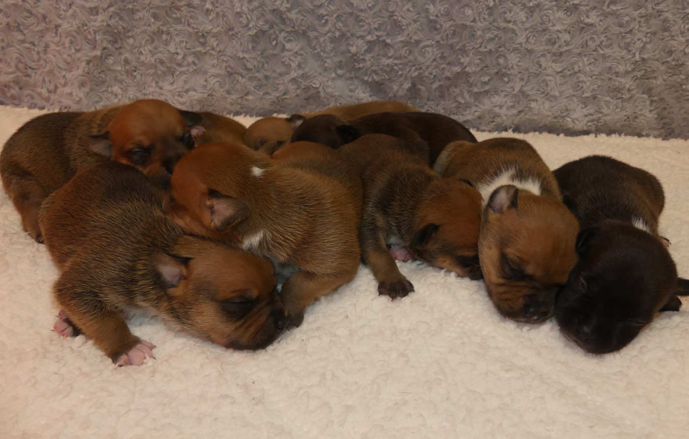 Chiot Staffordshire Bull Terrier Land van mechelaar