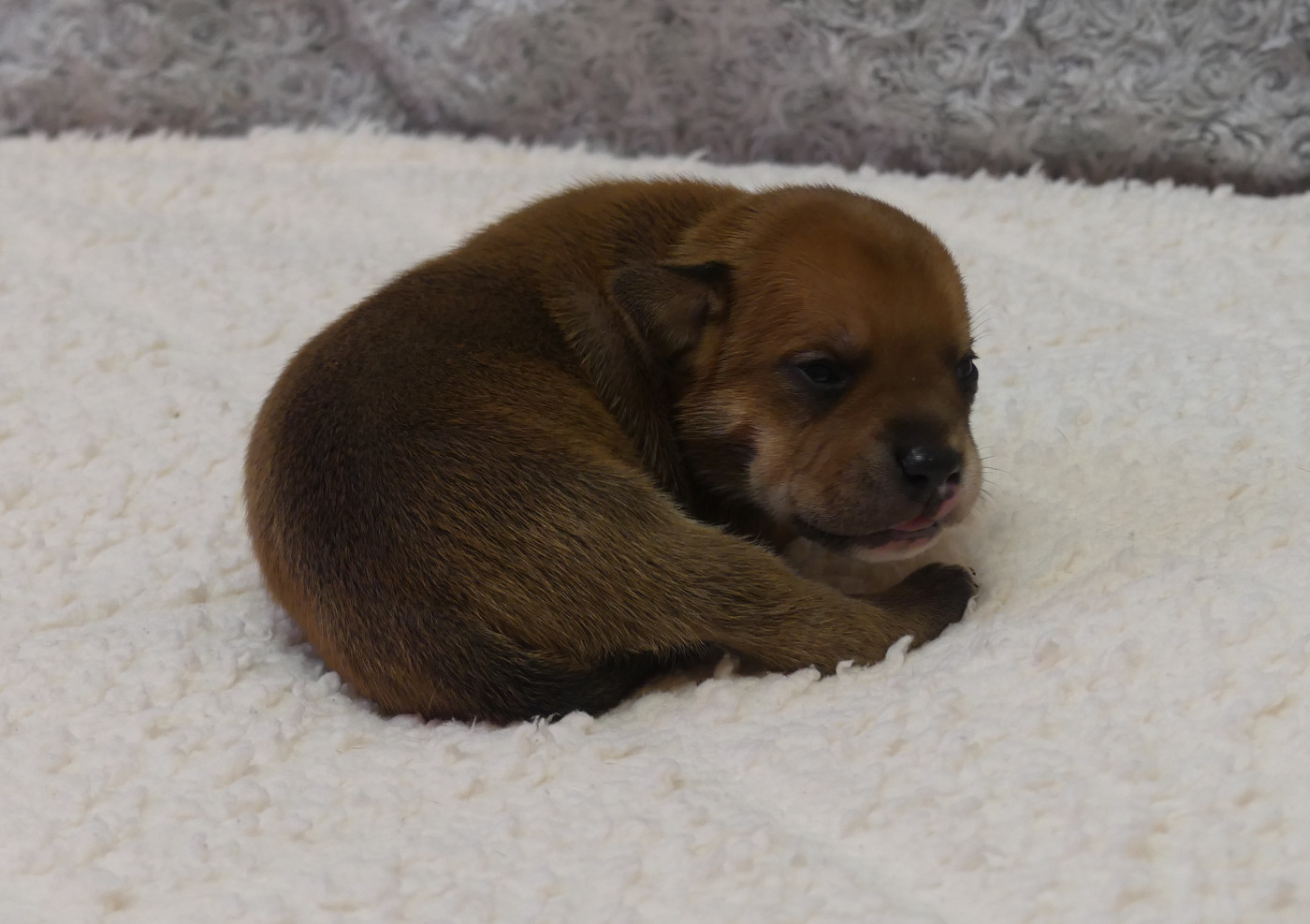 Land van mechelaar - Chiots disponibles - Staffordshire Bull Terrier