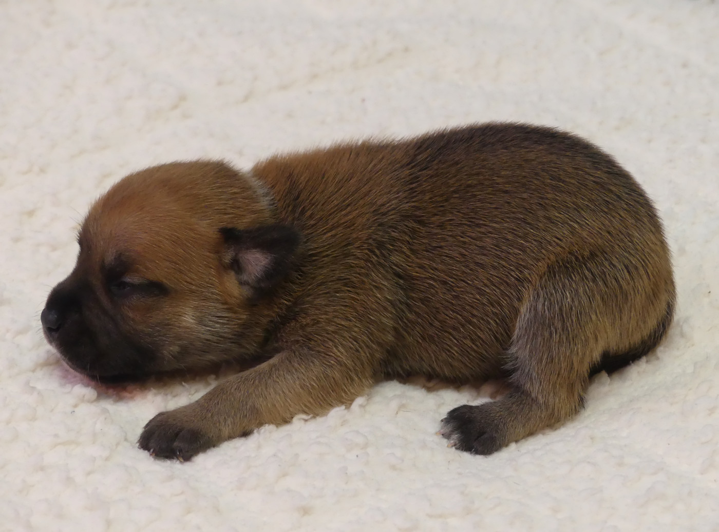 Land van mechelaar - Chiots disponibles - Staffordshire Bull Terrier