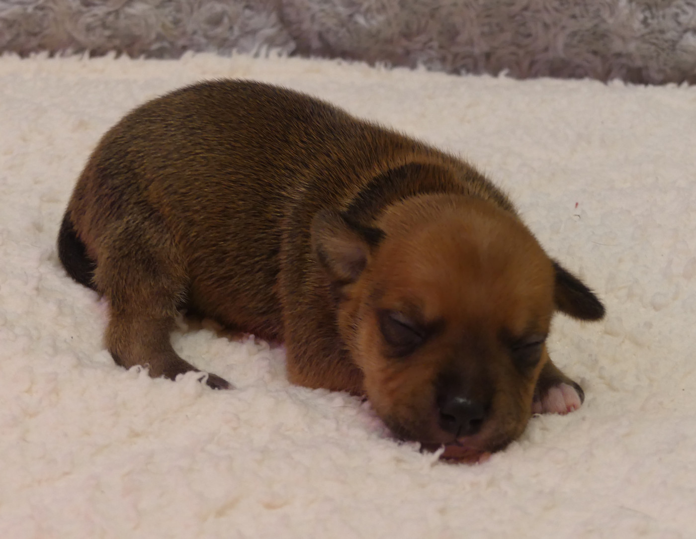 Land van mechelaar - Chiots disponibles - Staffordshire Bull Terrier