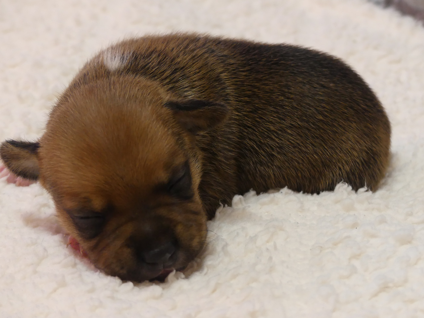Land van mechelaar - Chiots disponibles - Staffordshire Bull Terrier