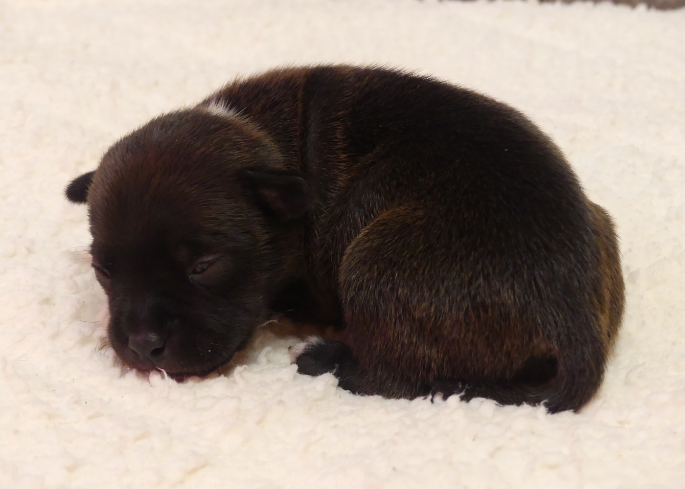 Land van mechelaar - Chiots disponibles - Staffordshire Bull Terrier