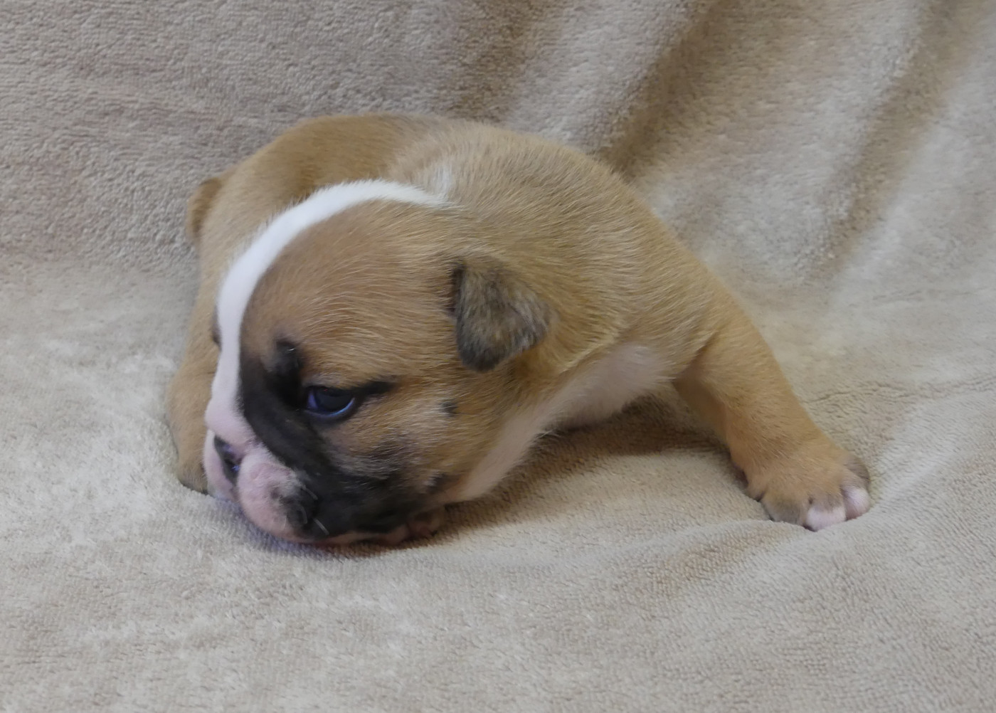 Land van mechelaar - Chiots disponibles - Bulldog Anglais