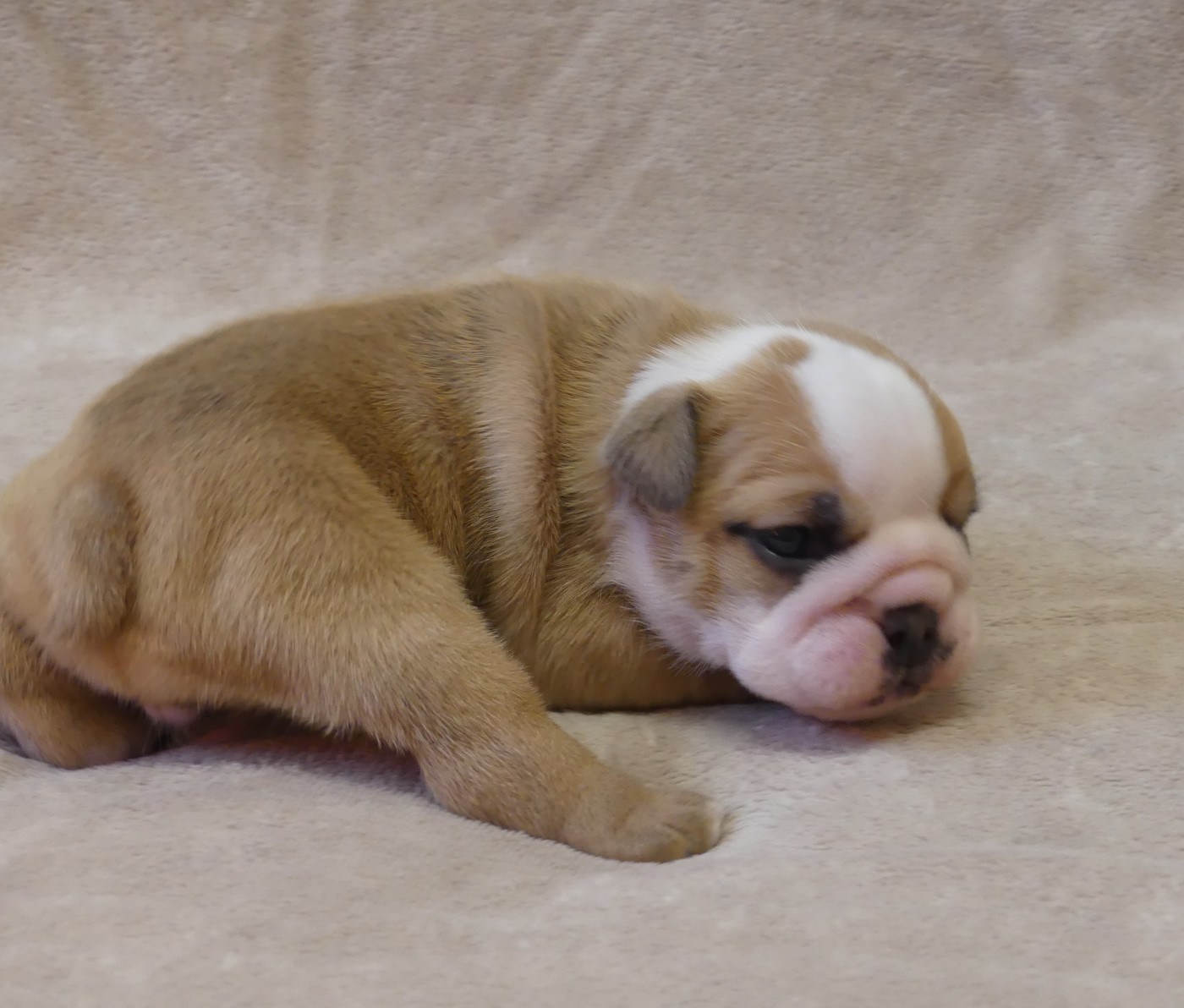 Land van mechelaar - Chiots disponibles - Bulldog Anglais