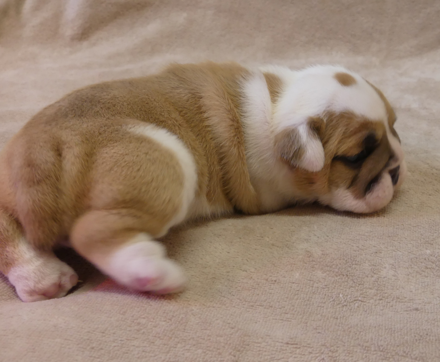Land van mechelaar - Chiots disponibles - Bulldog Anglais