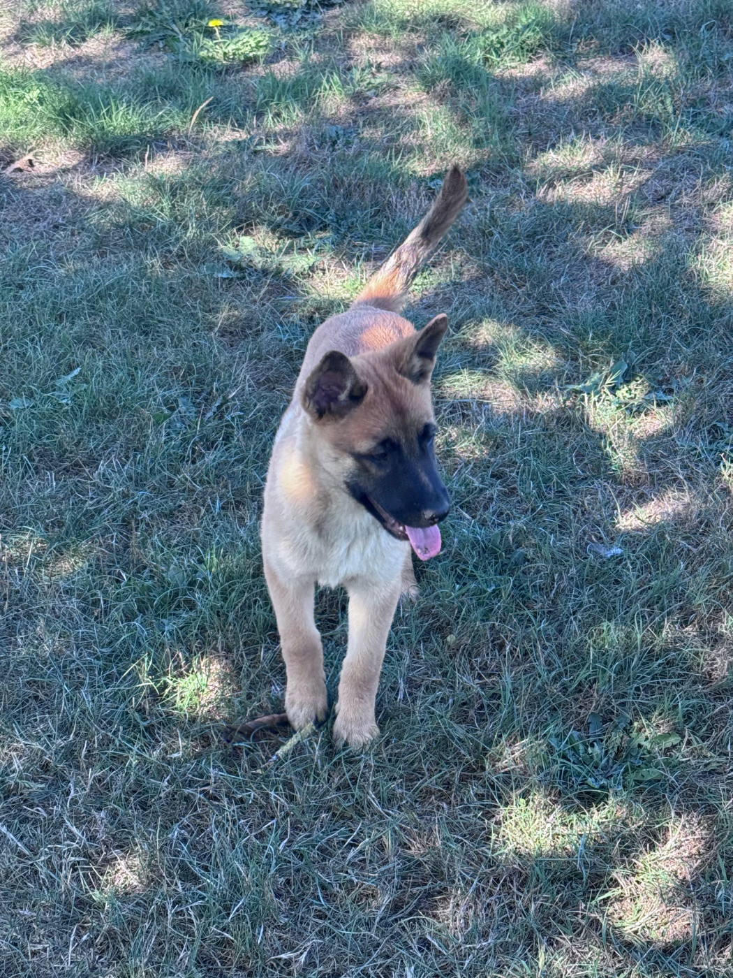 Land van mechelaar - Chiots disponibles - Berger Belge