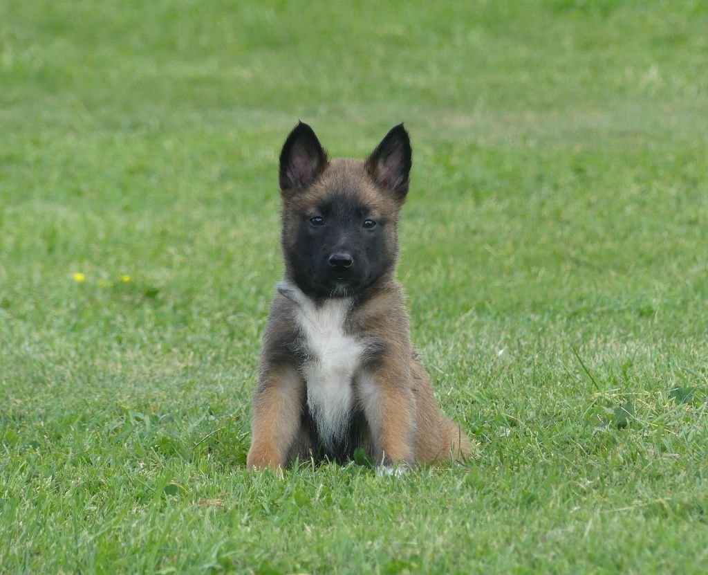 Land van mechelaar - Chiots disponibles - Berger Belge