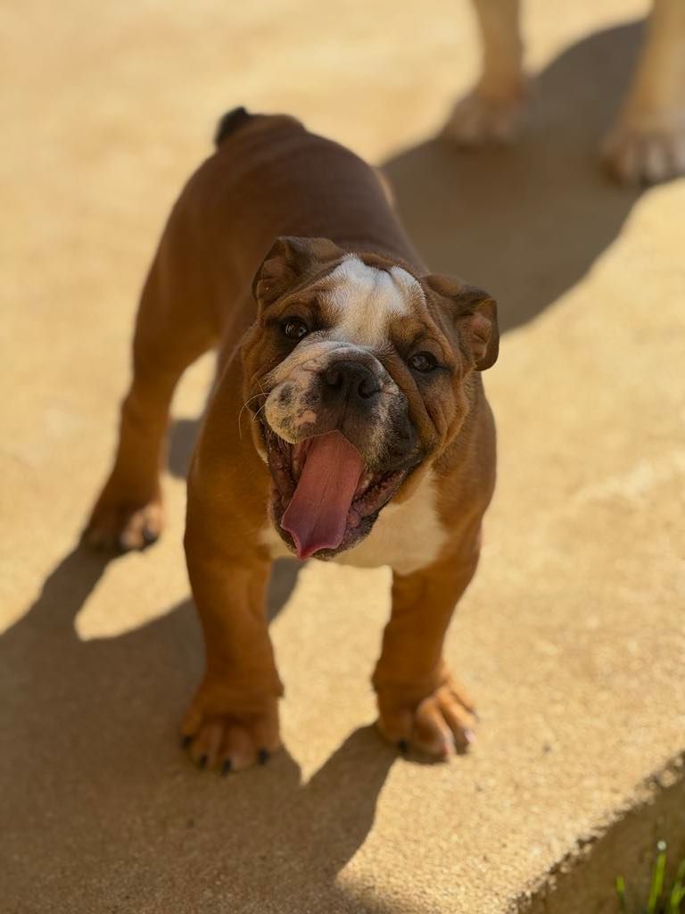 Land van mechelaar - Chiots disponibles - Bulldog Anglais