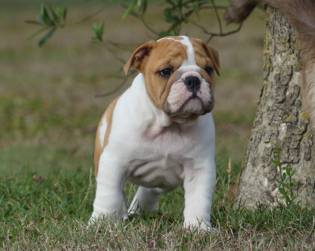 Land van mechelaar - Chiots disponibles - Bulldog Anglais