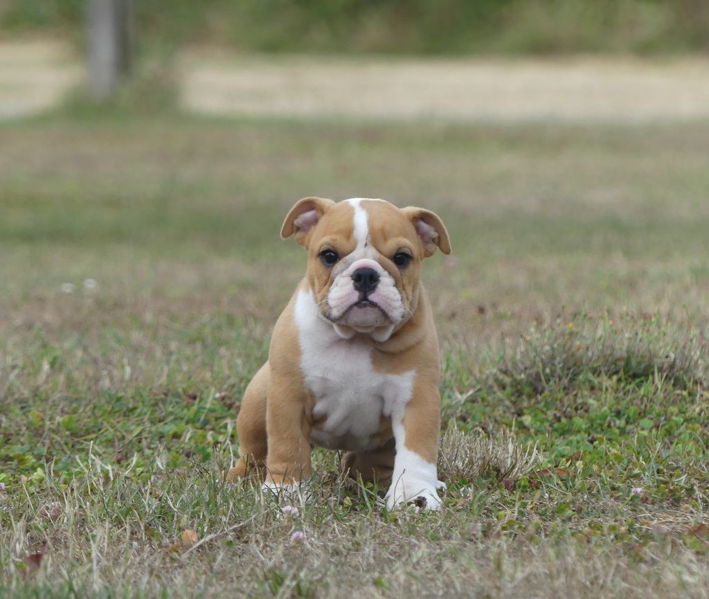 Land van mechelaar - Chiots disponibles - Bulldog Anglais