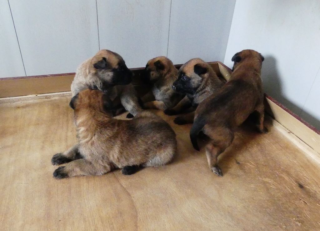 Chiot Berger Belge Land van mechelaar