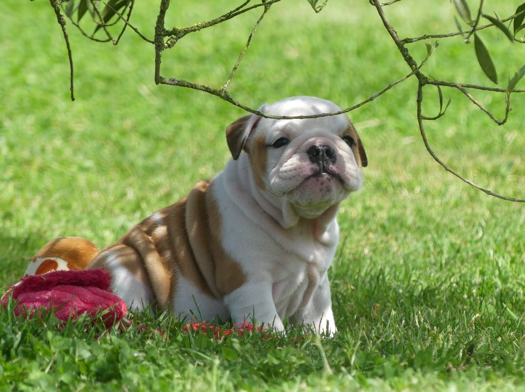 Land van mechelaar - Chiots disponibles - Bulldog Anglais