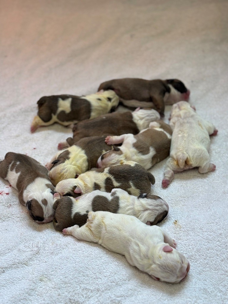 Chiot Bulldog Anglais Land van mechelaar