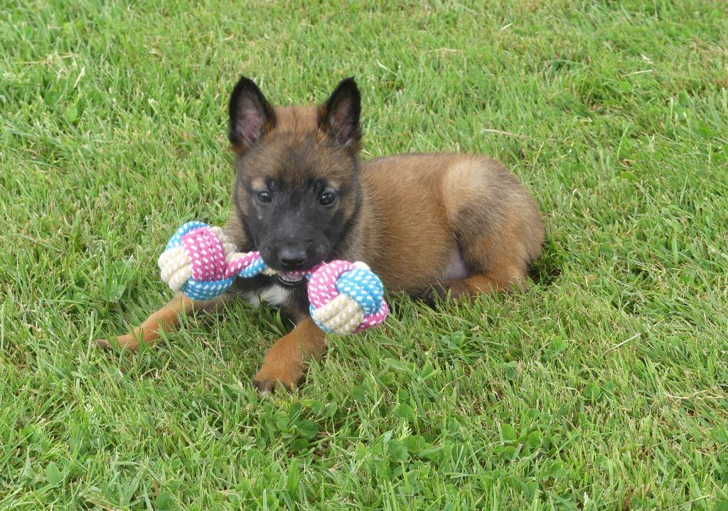 Land van mechelaar - Chiots disponibles - Berger Belge