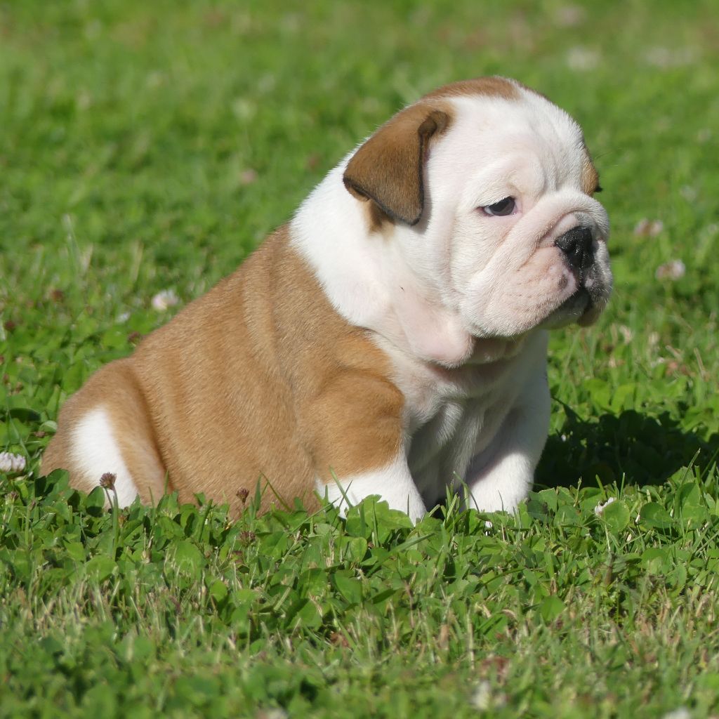 CHIOT