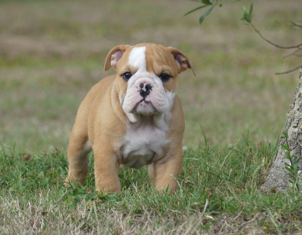 Land van mechelaar - Chiots disponibles - Bulldog Anglais
