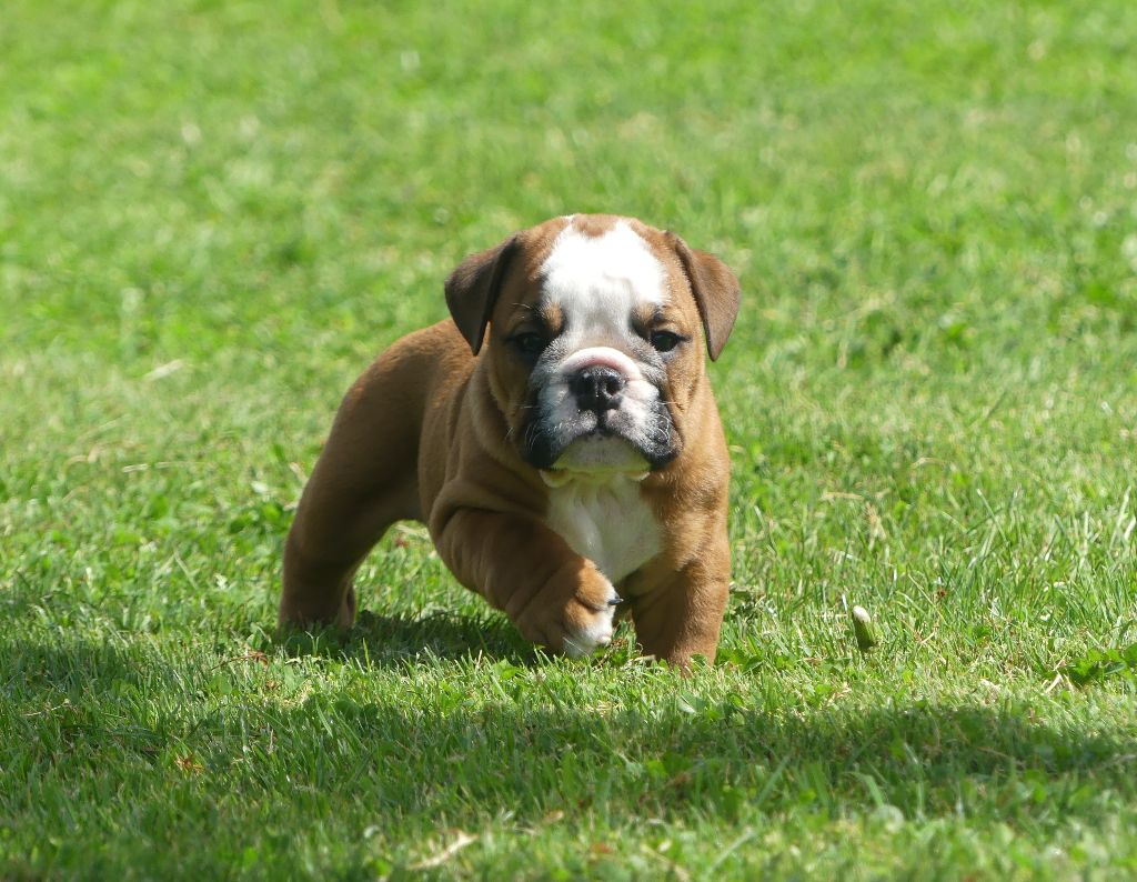 Land van mechelaar - Chiots disponibles - Bulldog Anglais