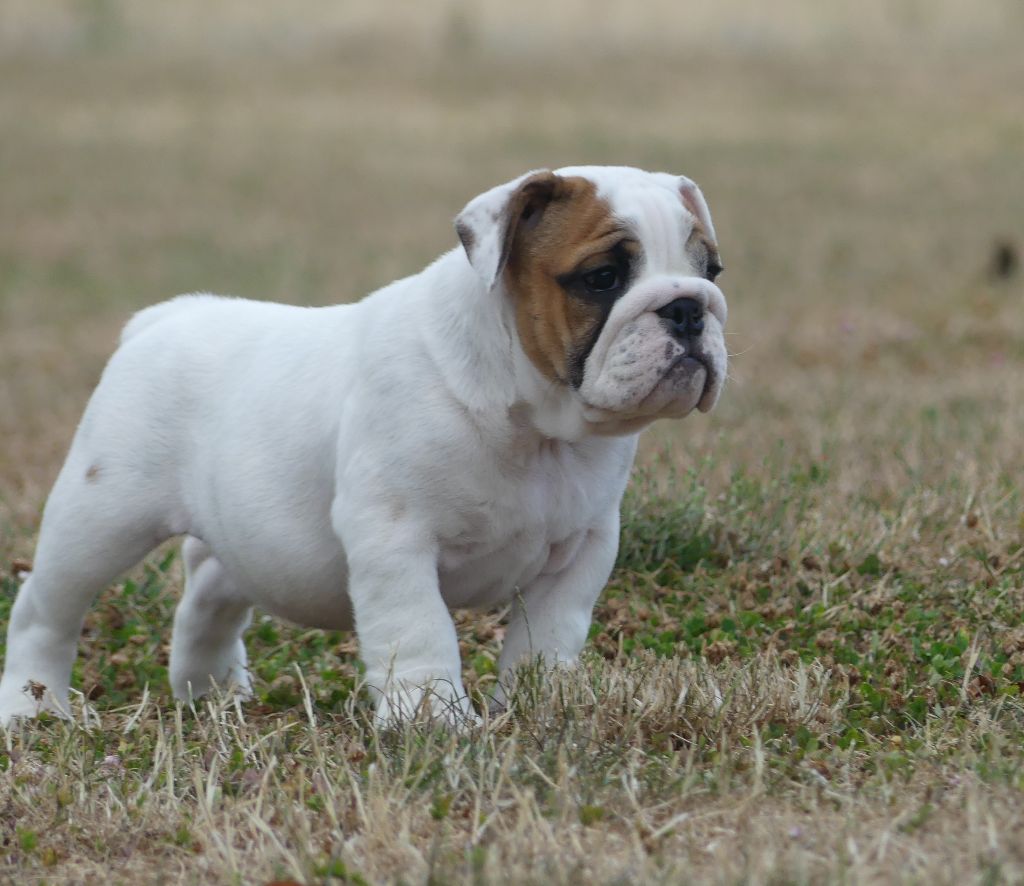 Land van mechelaar - Chiots disponibles - Bulldog Anglais