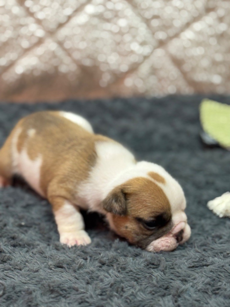 Land van mechelaar - Chiots disponibles - Bulldog Anglais